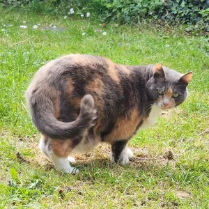 Maël, Pet-Sitter au Rheu pas cher