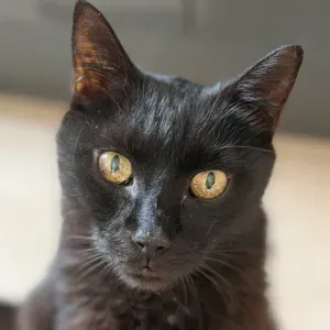 À la recherche d'un pet-sitter pour décembre