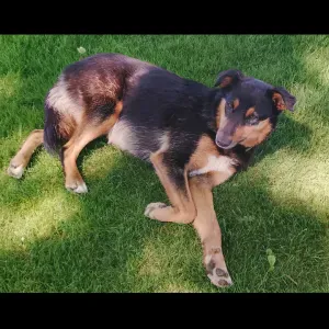 Amoureuse des animaux, garde sur Monistrol-sur-Loire 