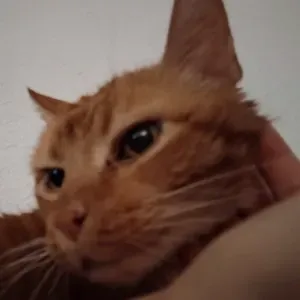 Busco cuidador de gato en Móstoles