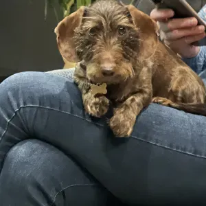 A la recherche d'un-e pet-sitter