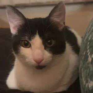 Perfekte Katzensitterin für dein Kätzchen!