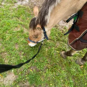 Babysitting expirémentée Evreux 