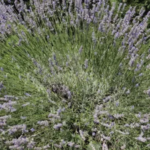 Empregada Doméstica zona da Maia