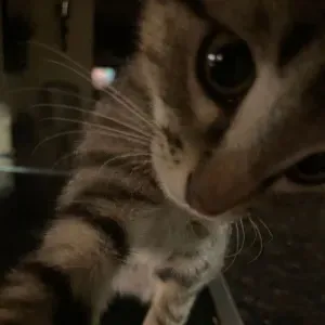 Baby-sitter à Arras ses alentours