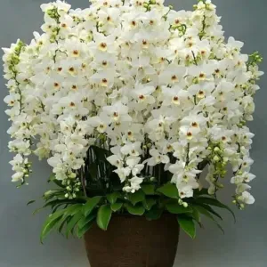 Gelegentlich Haushaltshilfe