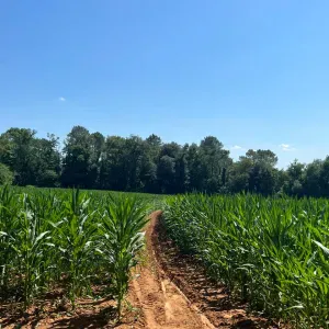 Pet-sitter à Montagne (libourne) 