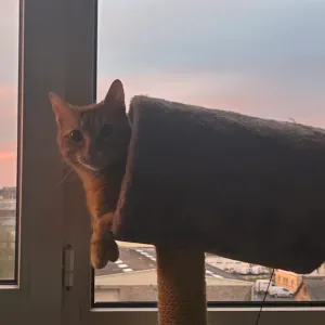 Baby-sitter expérimenté sur saint cast et alentour 