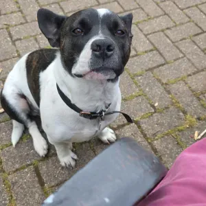 Oferta de emprego para petsitter em Faro