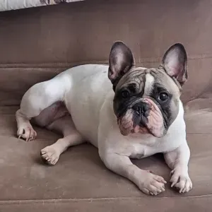 Offre d'emploi pour une baby-sitter à Saint-Cyr-L'École