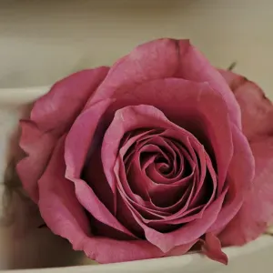 Garde d'enfants à domicile