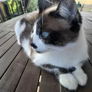 je recherche une personne pour nourrir mon chat