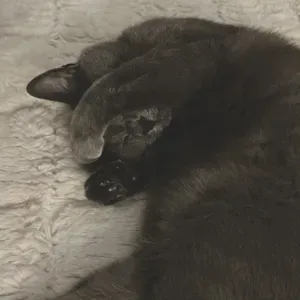 Pet-Sitter près à garder vos animaux !