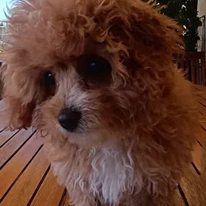 cerco una dog sitter