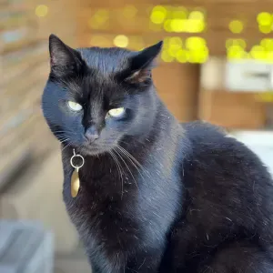 Kattvakt sökes Åkarp