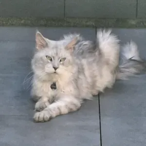 A la recherche d'un petsitter