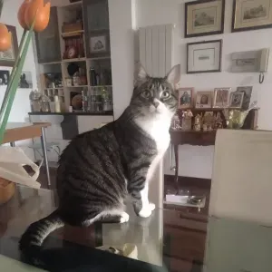 Assistente convivente castiglione del lago