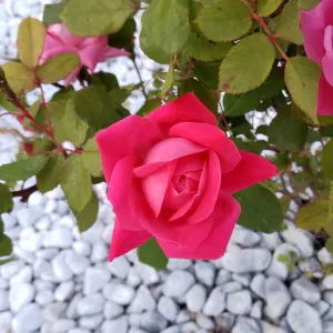 Addetta pulizie provincia di Varese 