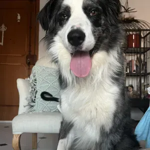 A procura de un cuidador carinhoso