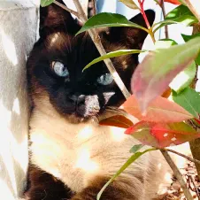 Pet-Sitter expérimentée et passionnée