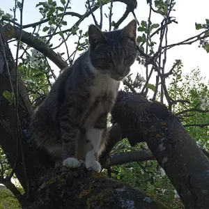 Petsiter, opieka nad zwierzętami 