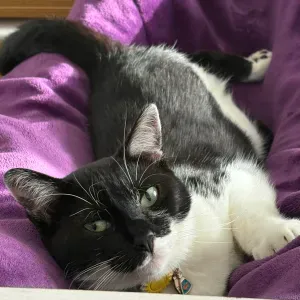 Recherche quelqu'un pour garder mon chat une semaine :)