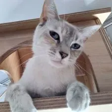 le logis des coussinets