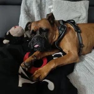 Poste de femme de ménage à Vouneuil-Sous-Biard