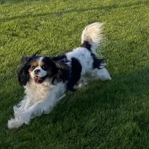 Pet-Sitter à Brest (promenades, visites…)