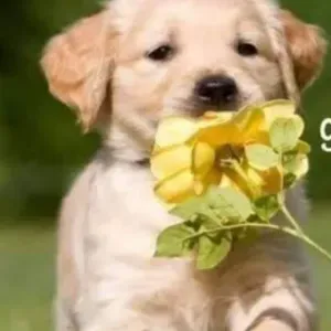 Addetta pulizie. esperta a Pesaro