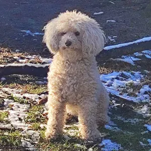 Ieskau kas priziuretu suni