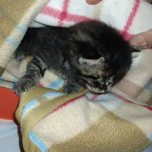 Baby Sitter diplômée sur Strasbourg 