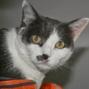 Petsitter job Milano