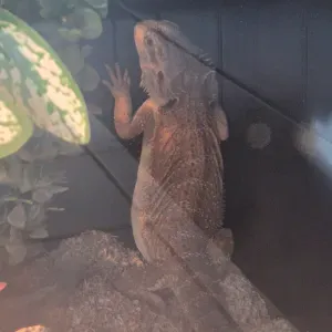 Pogona garde