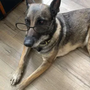 Petsitting – Garde familiale et balades 🐾