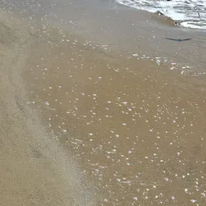 Procuro empregada doméstica 