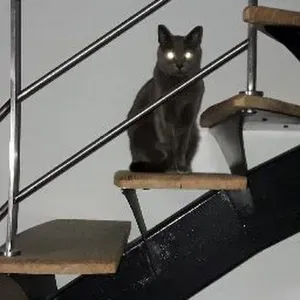 Offre d'emploi pour un(e) petsitter à Dourdan