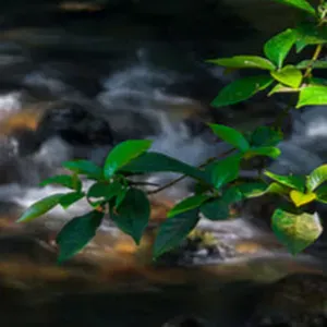 Je cherche un(e) petsitter près de chez moi