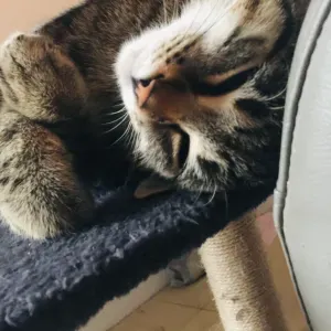  Ma passion c'est les animaux 