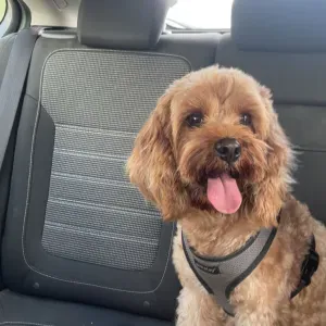 Opieka nad zwierzętami, wyprowadzanie na spacer pupila