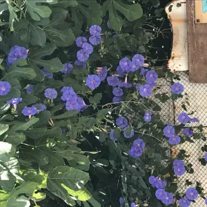 Etsitään tunnollista ja ammattitaitoista siivojaa