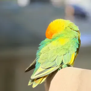 Preciso de uma pessoa para uma limpeza e passagem a ferro