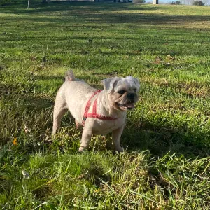 Preciso de cuidador do meu pet.