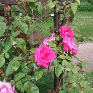 Garde d'enfants à domicile