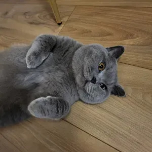 A la recherche d'un Petsitter / garde chez le Petsitter