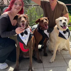 Gardes, soins ou promenades d'animaux