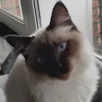 Poste pour un(e) dog-sitter - Petsitter à Bruxelles