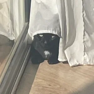 Amoureux des animaux pour gardes ou balades à Marseille 