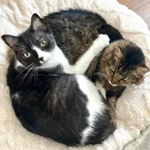 Empregada de limpeza - Mafamude/Vila Nova de Gaia 