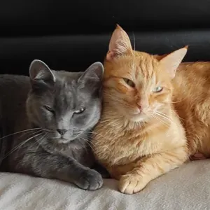 Petsitter wanted - Tavarede, Figueira da Foz